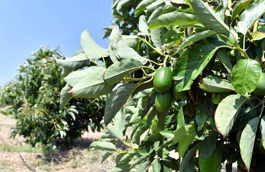 Geleceğin meyvesi olarak görülüyor! Dar gelirliyi üzecek fiyat