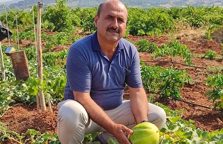 Susuz üretilen Çal kavununun kilo fiyatı 20 TL'ye kadar çıkıyor.