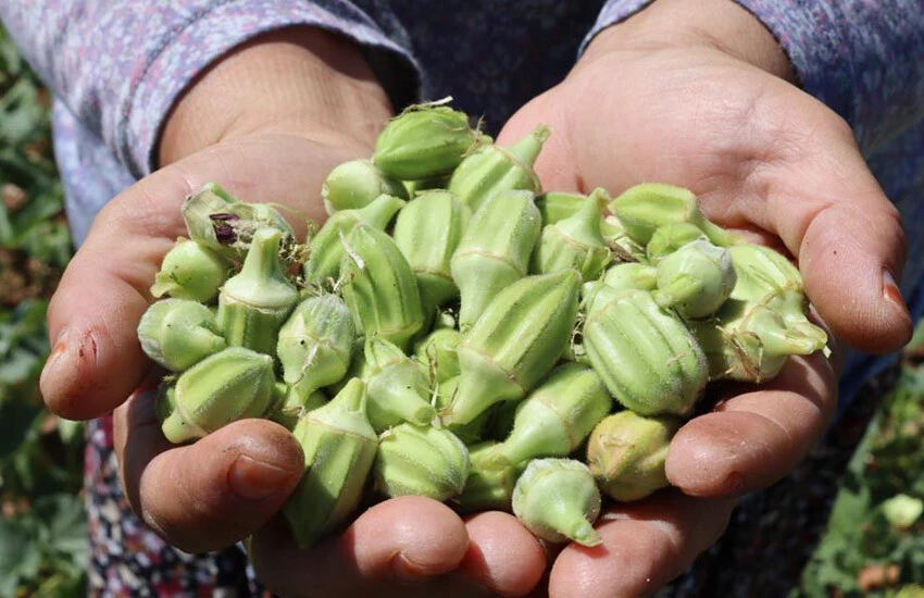 Bamyanın bu yılki fiyatı cep yakıyor.
