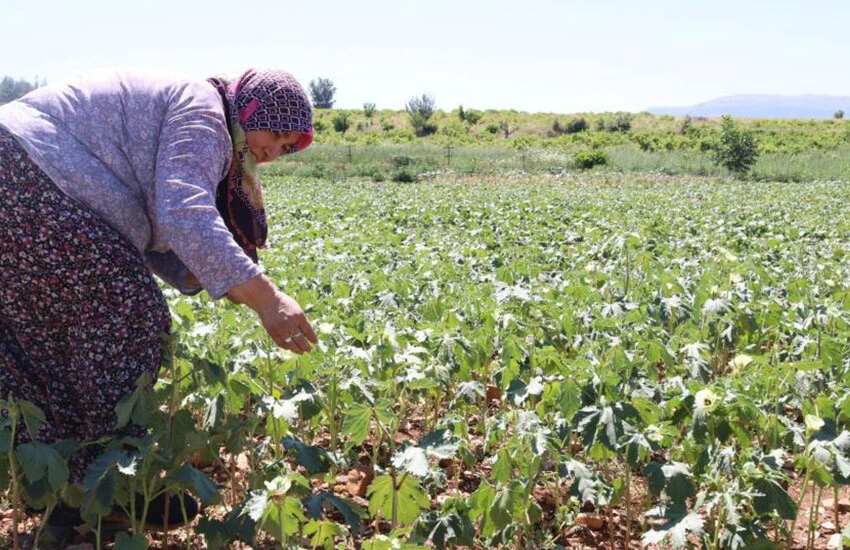 Bamyayı bu yıl sıcak hava vurdu.