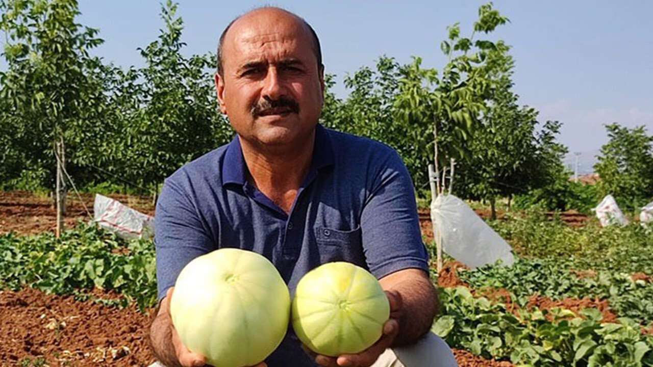 Bunu yiyen başka kavun yemiyor! Susuz üretilen meşhur kavunun fiyatı belli oldu!