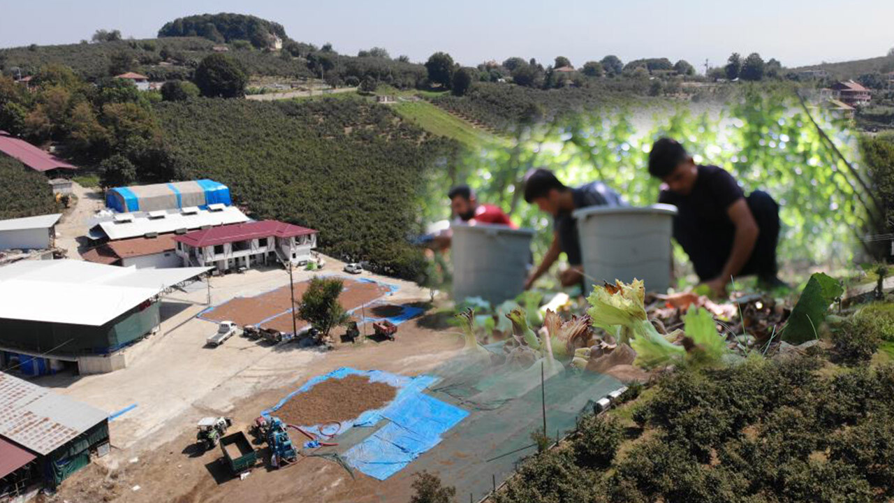 Yevmiyeleri belli oldu! Fındık toplamak için Mardin’den Sakarya’ya geldiler