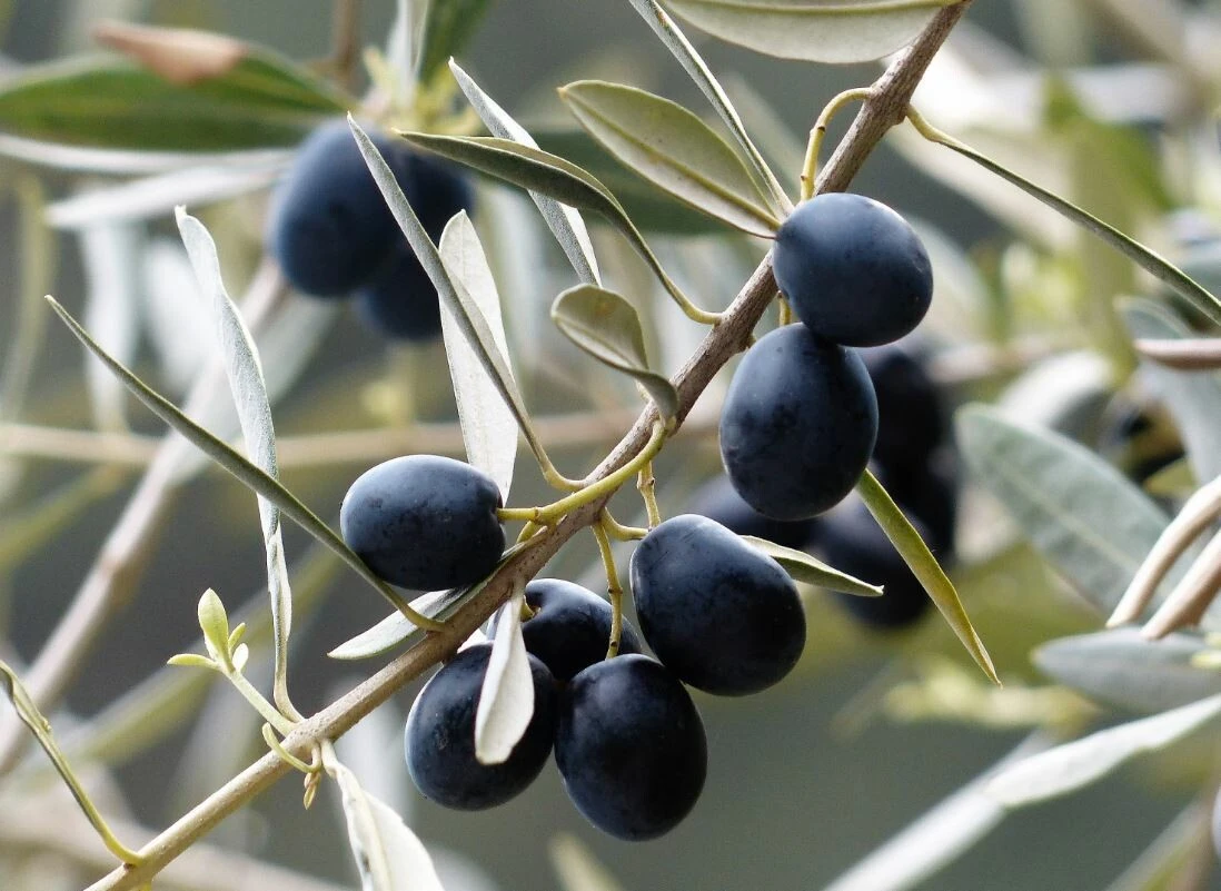 İbn-i Sina’nın az bilinen yöntemi! 40 gün içen şeker hastalığına veda ediyor…