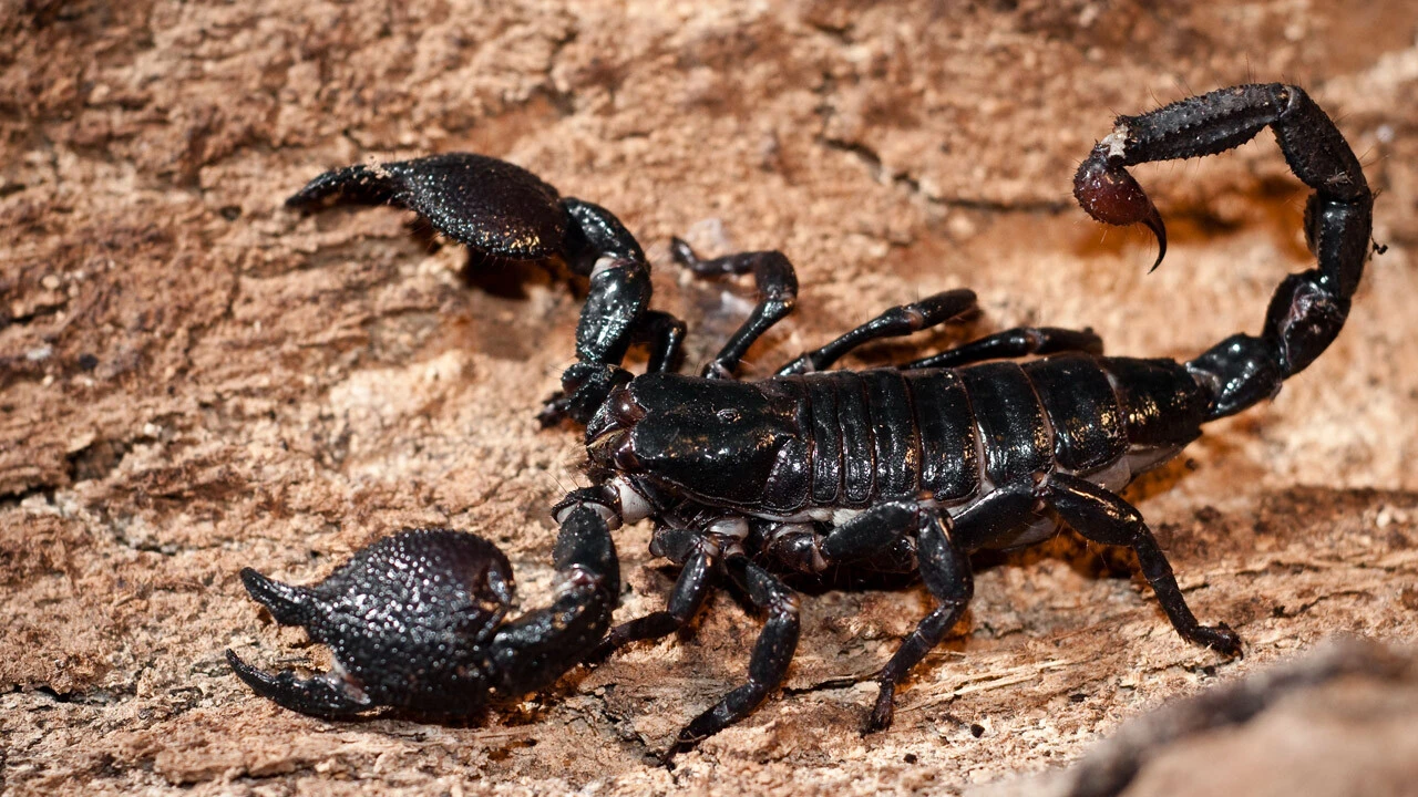 'Tedavi' dedi, sırrını bir türlü açıklamadı: Dağdan getirdiği akreplere kendini sokturdu