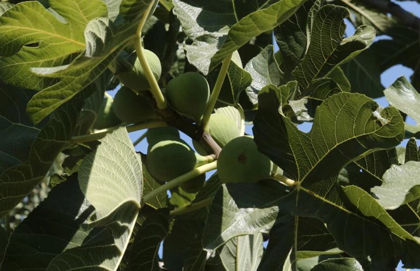 İngiliz kraliyet ailesi teşekkür etmişti! Hasadı başlayan incirin fiyatı üreticiyi tatmin etmedi