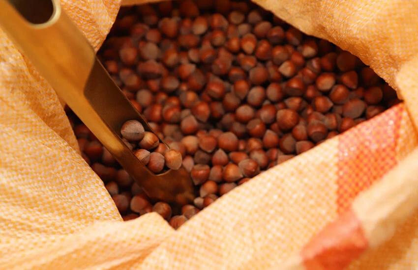 Fındık alımına başlayan FİSKOBİRLİK'ten müjde: Ek ödeme yapılacak!