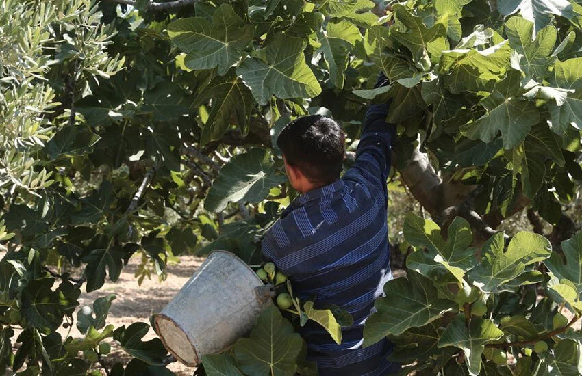 İngiliz kraliyet ailesi teşekkür etmişti! Hasadı başlayan incirin fiyatı üreticiyi tatmin etmedi