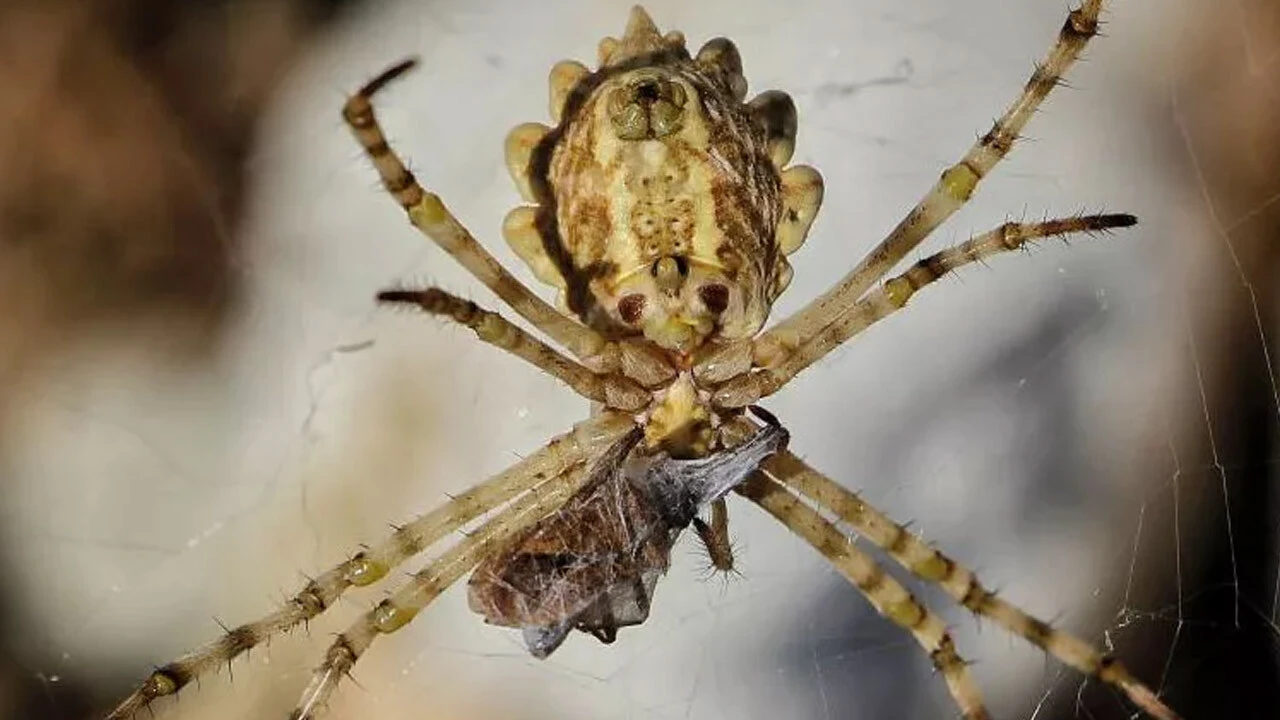 Dünyanın en zehirlilerinden... Hücreleri paramparça ediyor: Türkiye'de görüldü, oldukça iri ve ihtişamlı