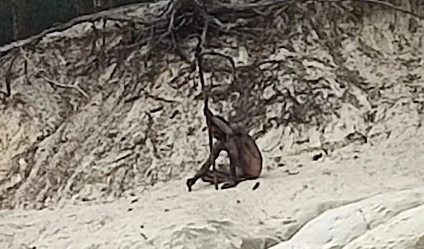 Birçok ihbar alındı ama ilk kez görüntülendi! İşte herkesi şaşırtan 'kurt adam'