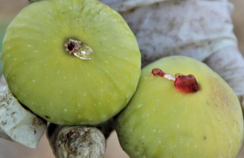 Yediveren inciri altın yılını yaşıyor.