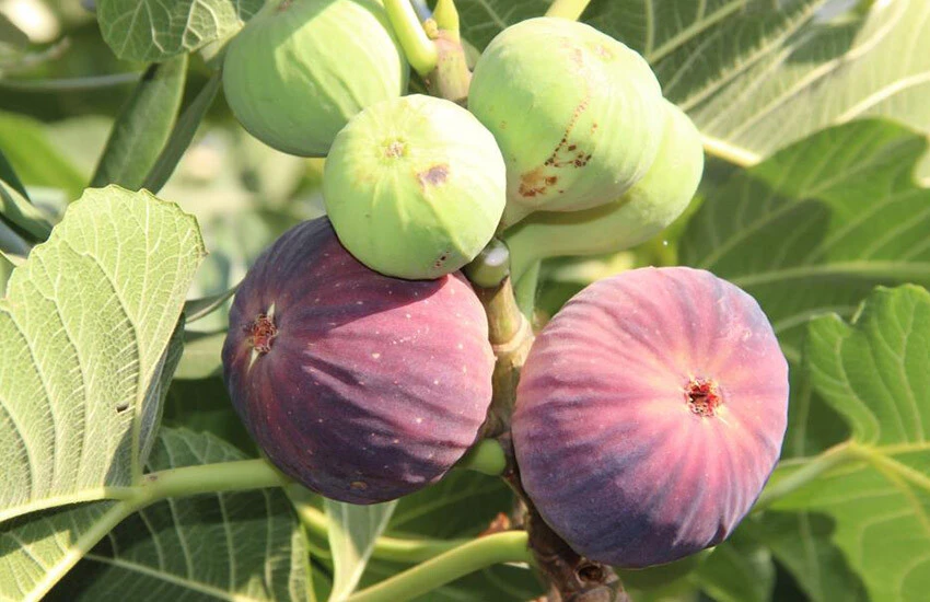 Turgutlu'da incir bereketi yaşanıyor.