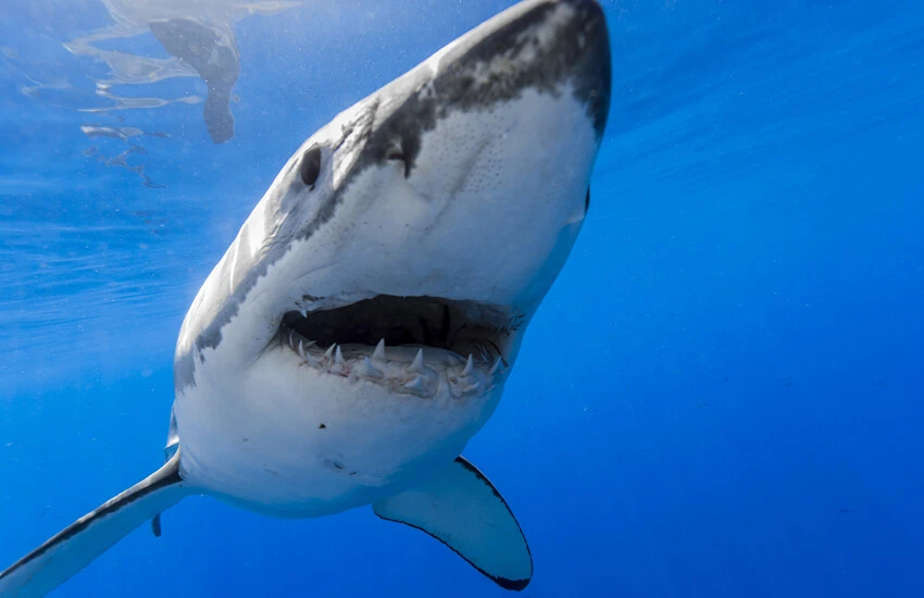 Köpekbalığı saldırısı ilk değil