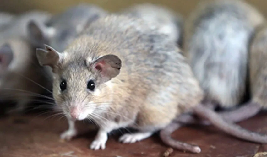 Roma'da 7 milyon fare alarmı: Yetkililer harekete geçti