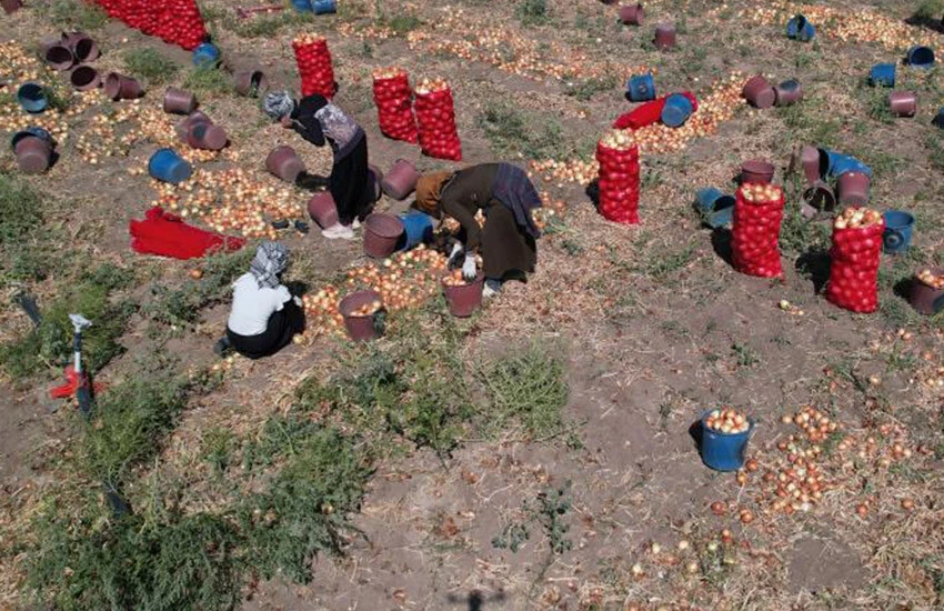 Soğanın kilo ve çuval fiyatı ne kadar? Soğan fiyatları belli oldu.