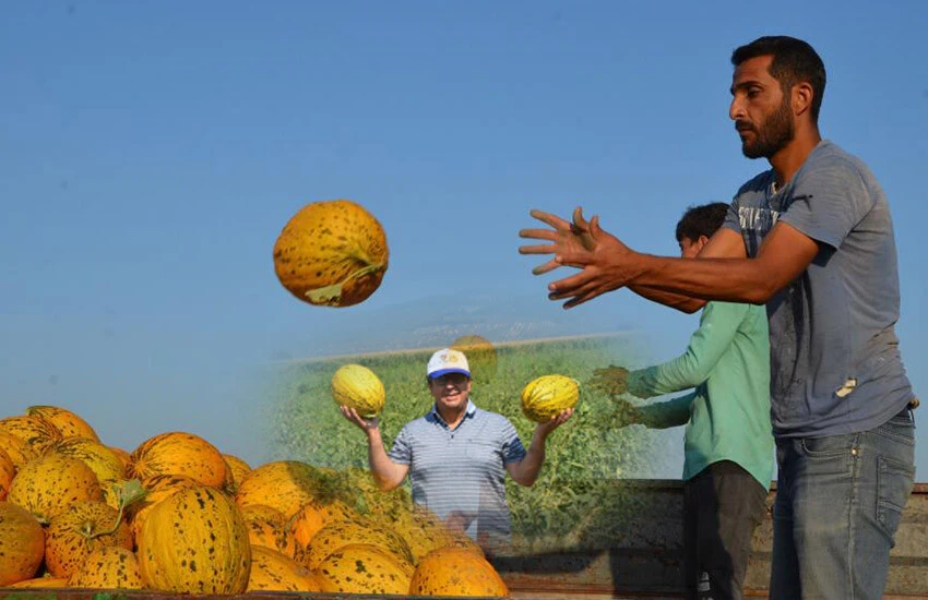 Adıyla nam yapan Kırkağaç kavununda hasat mevsimi başladı.