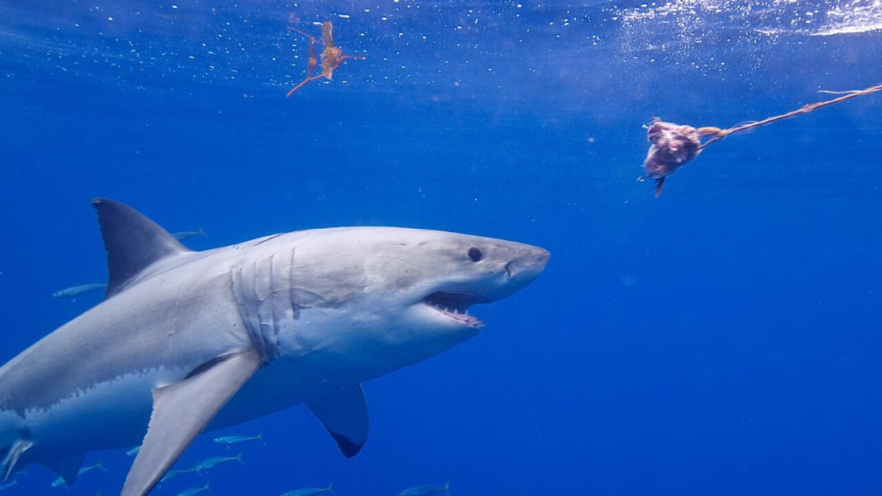 Köpekbalığı ile korkunç mücadele: Bir bacağını kaybetse de kıyıya çıkabildi