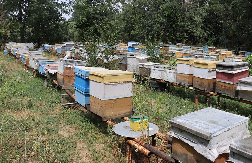 Arıcılar tescilli "geven balı" hasadında! Fiyatı belli oldu