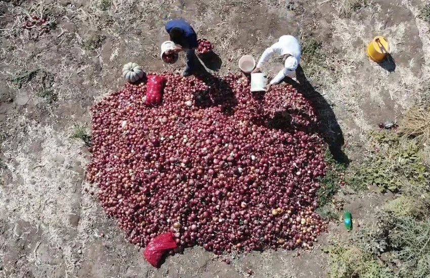 Kırıkkale’den başka yerde yetişmiyor! Kapış kapış gidiyor: Çuvalı 150 lira…