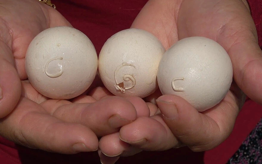 Sıra dışı bir olay! Kümesten yumurtayı alınca gözlerine inanamadı: İlk defa böyle bir şeyle karşılaşıyorum