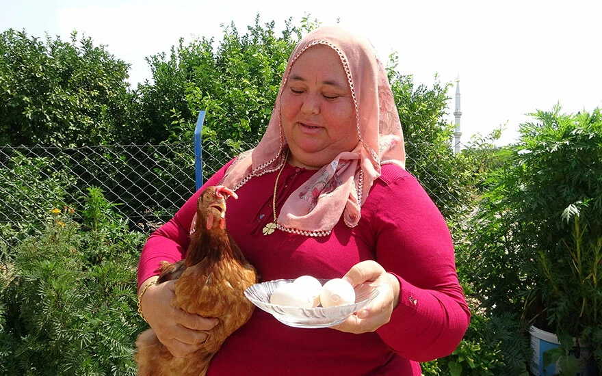 Sıra dışı bir olay! Kümesten yumurtayı alınca gözlerine inanamadı: İlk defa böyle bir şeyle karşılaşıyorum