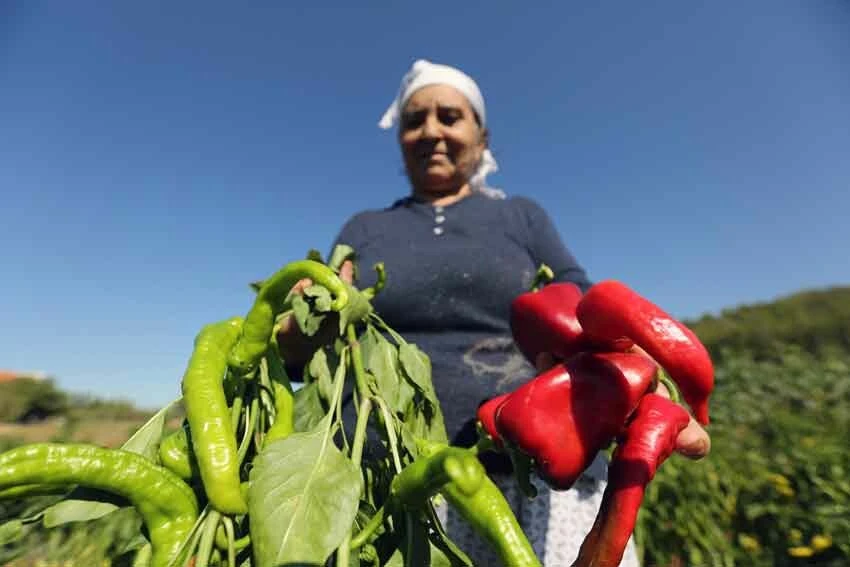 Kadınlar zorlu mesaide ter döküyor! Salça yapımı başladı, her yer kırmızı renge büründü