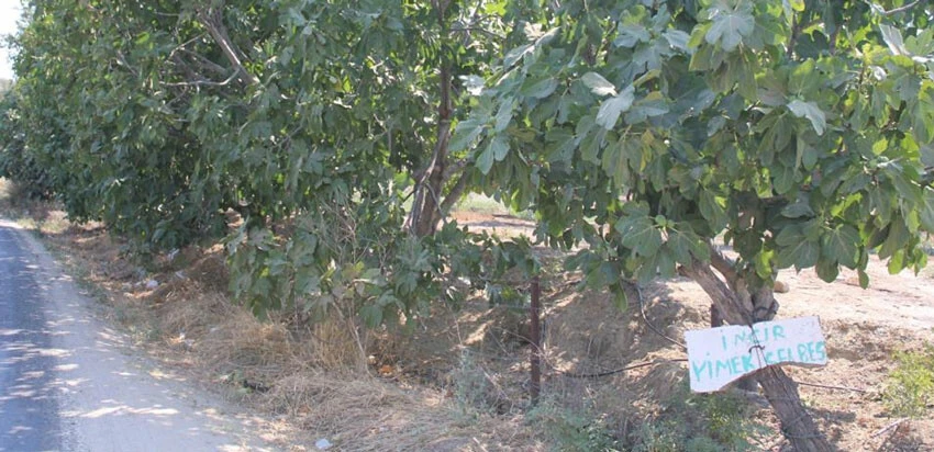 Osmanlı dönemine ait gelenek! Bahçesine astığı not görenleri gülümsetti