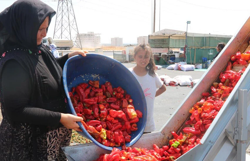 Kadınların ellerinde hazırlanan isot mesaisi hava karanlığına kadar devam ediyor.