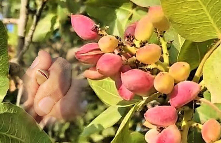 Çınar fıstığında hasat başladı.