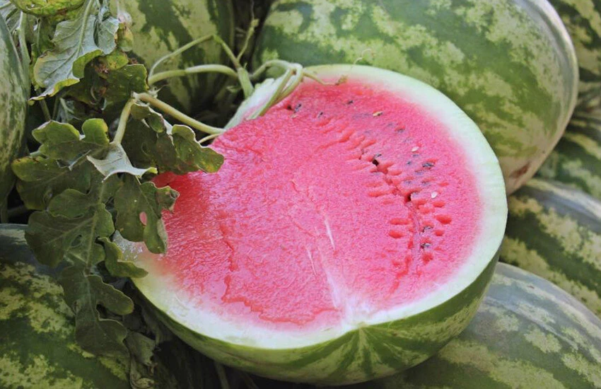 Cincin Karpuzu tezgahlarda yoğun ilgi görürken, kilosu 10 TL 'den satılıyor.