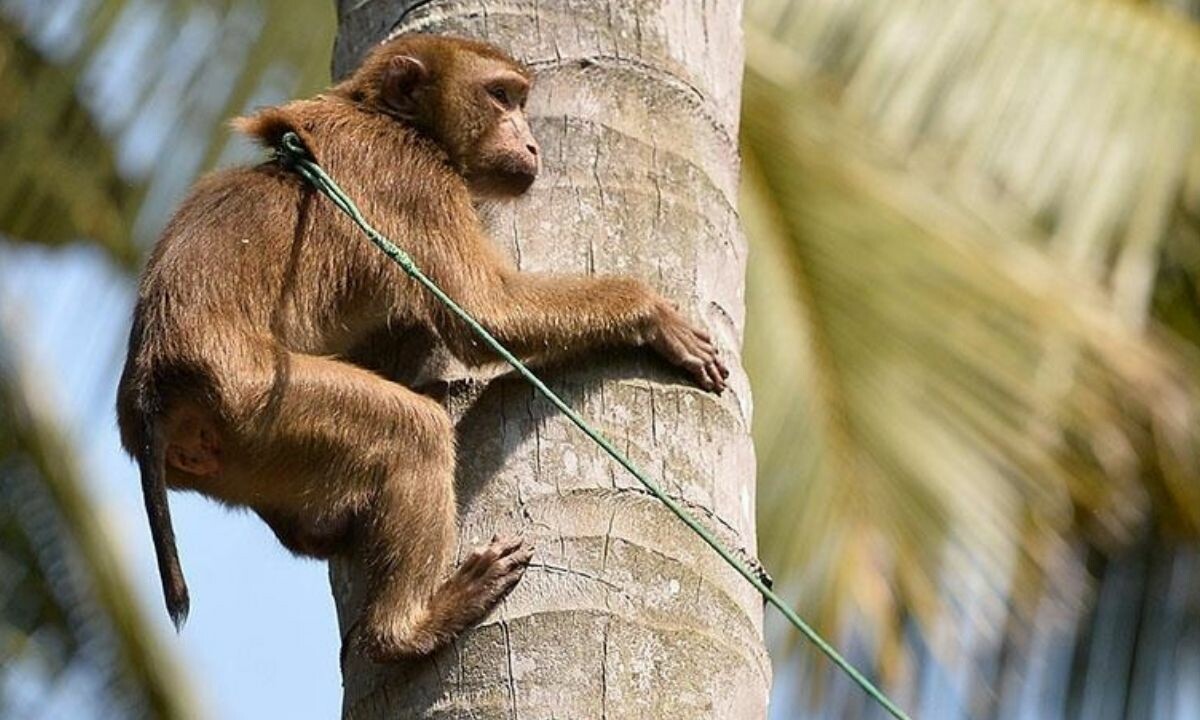 G20 Liderler Zirvesi’nde maymun tahribatına karşı “gri langur” tedbiri!