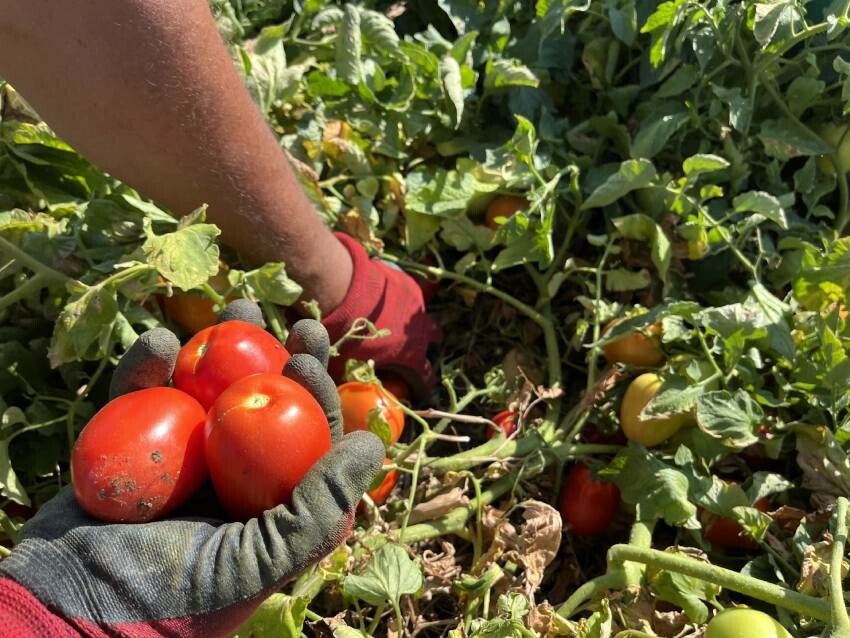 Yağış sonrası verimlilik hayali suya düştü! Sıcaklar domatesleri de vurdu