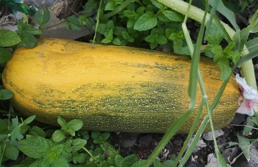 Emekli öğretmen İsrail'e inat üretti, herkese ücretsiz dağıtıyor 