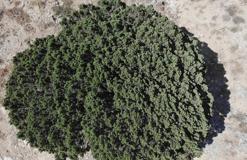 Kuş uçmaz kervan geçmez yerde tam 700 yaşında