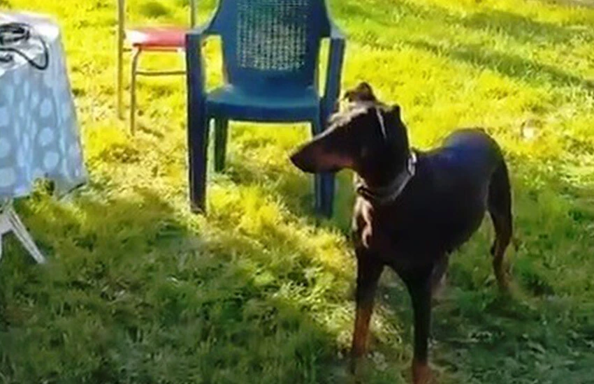 Korhan Berzeg'in köpeği Tina