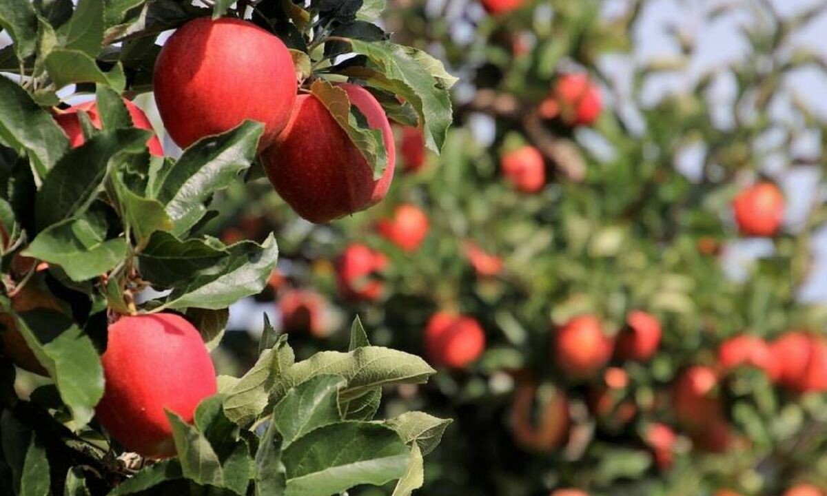 Cefasını çiftçi çekti, sefasını satıcı sürüyor! Üretici ve market satışı arasındaki fiyat farkı yüzde 450&#039;yi buldu