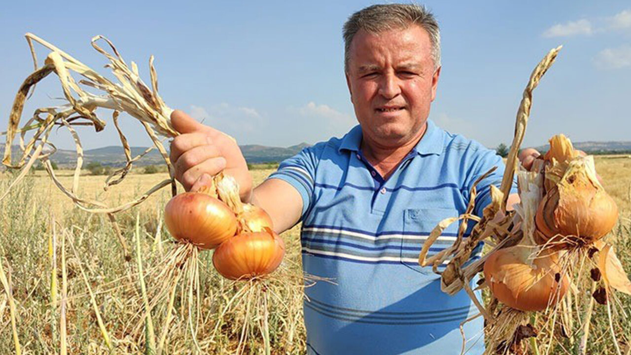 Çiftçinin üzüm alternatifi soğan oldu! Susuz üretimde rekor hasat bekleniyor