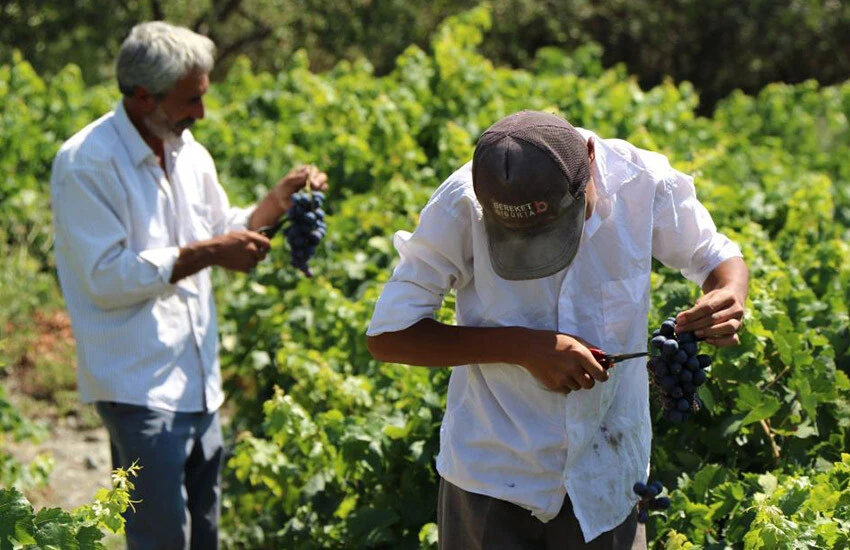 Cimin üzümünde <a href=