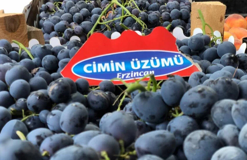 200 yıllık bağlarda yetişiyor! Hasadı başlayan tescilli Cimin üzümünün fiyatı çiftçinin yüzünü güldürdü