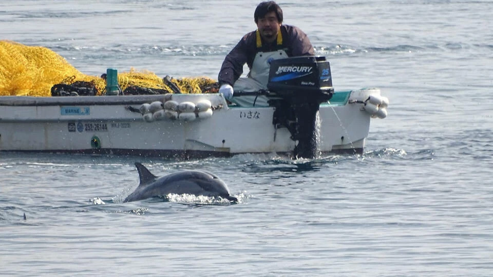 Japonya'da 'yunus ve balina katliamı' sezonu açıldı: Bin 800 deniz memelisi tehlikede