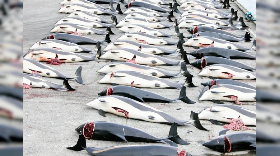 Japonya'da 'yunus ve balina katliamı' sezonu açıldı: Bin 800 deniz memelisi tehlikede