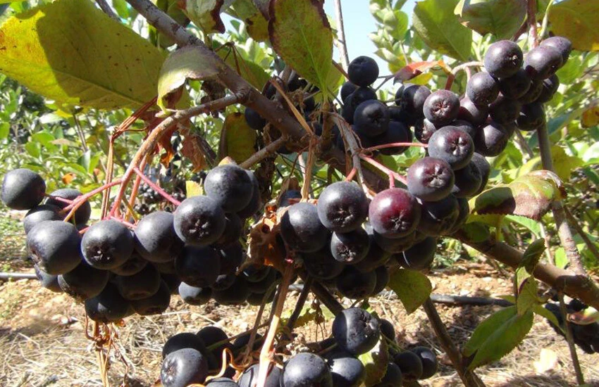 Aronyanın ilk hasadı Arap ülkelerine yapıldı. Fiyatı dikkat çekiyor...