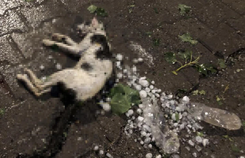 Sivas'a yumurta büyüklüğünde dolu yağdı! Evler, arabalar delik deşik oldu, onlarca hayvan öldü