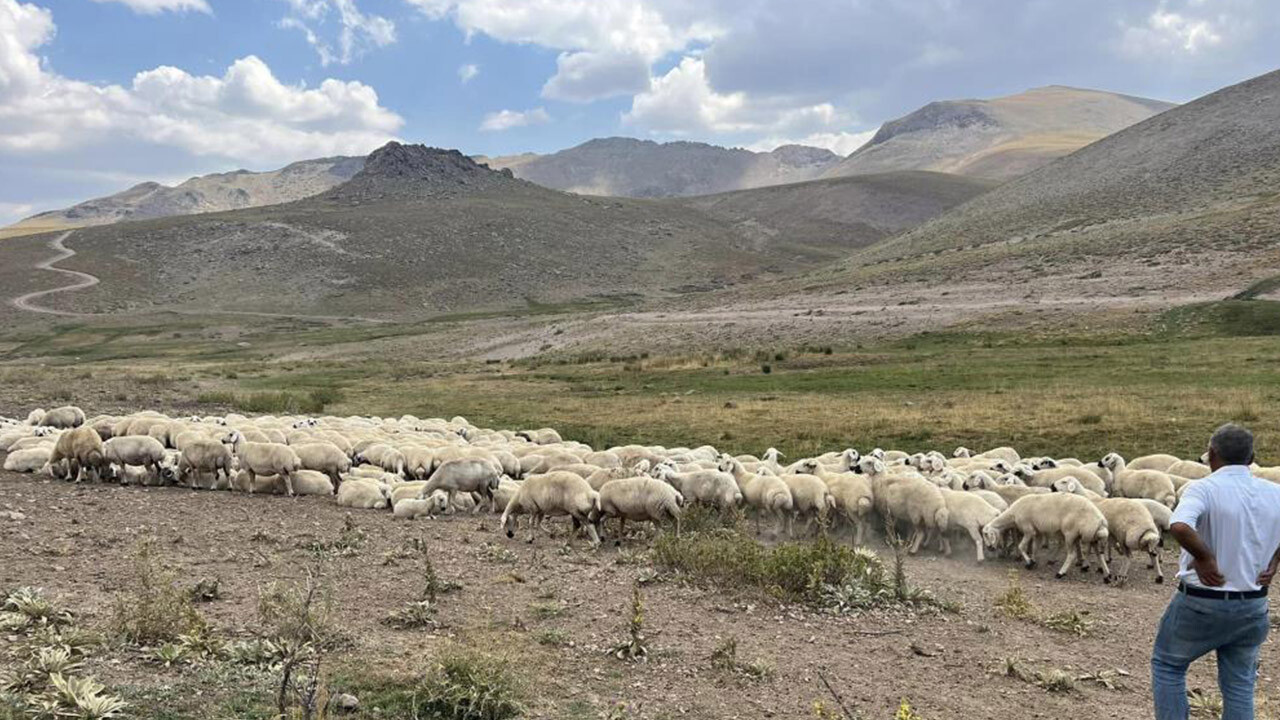 Hayvanların başından ayrılamıyorlar! 25 bin TL’ye çalışacak çoban bulunamıyor