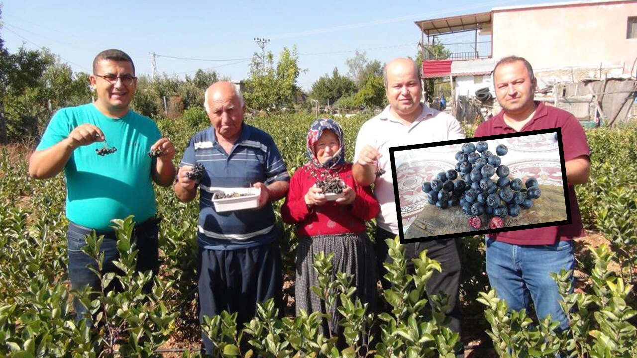 Rusya’da reçete ile satılıyor! İlk hasat Arap ülkelerine yapıldı: Aronyanın fiyatı belli oldu