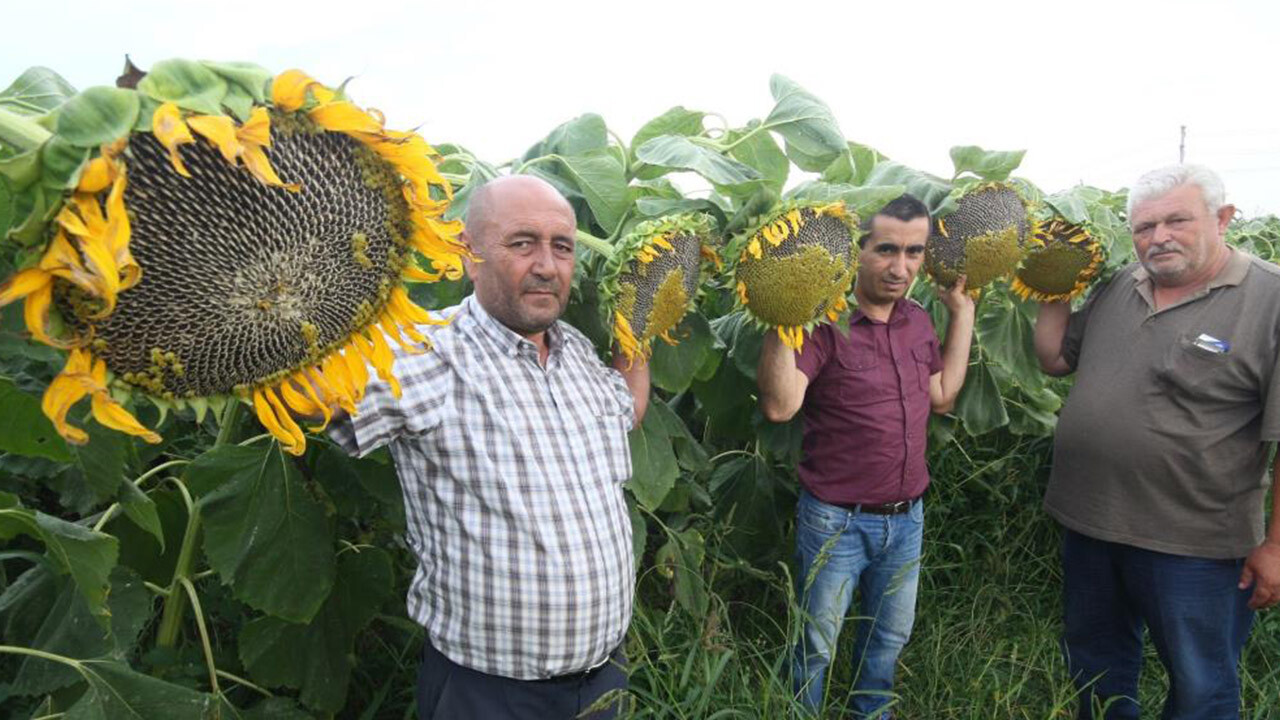 6 bin 200 ton alınacak! Ay çekirdeğinde üreticinin yüzü gülecek