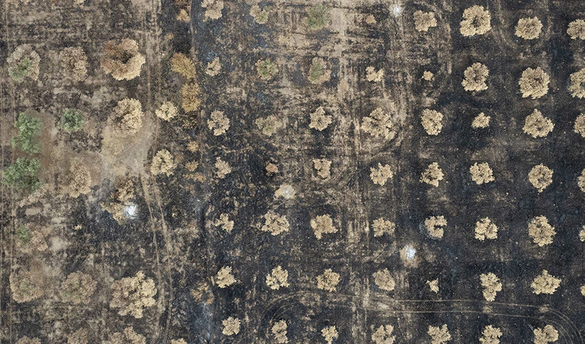 Yunanistan'da orman yangınları sonrası çok sayıda hayvan telef oldu