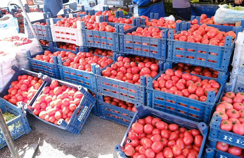 Salçalık domates ve <a href=