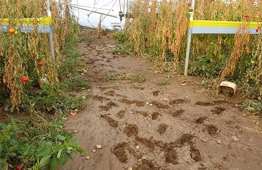 Sel, Çanakkale'yi talan etti: Tarım arazileri ve zeytinliklerde zarar büyük