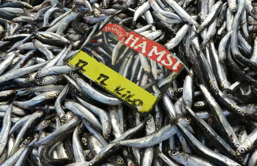Hamsinin fiyatı 30-40 liraya kadar düştü.