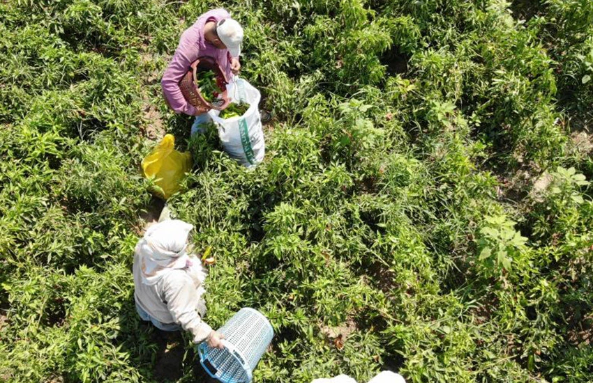 Domatesten zarar edip biberden kazandılar! Altın yılını yaşayan biberin fiyatı belli oldu